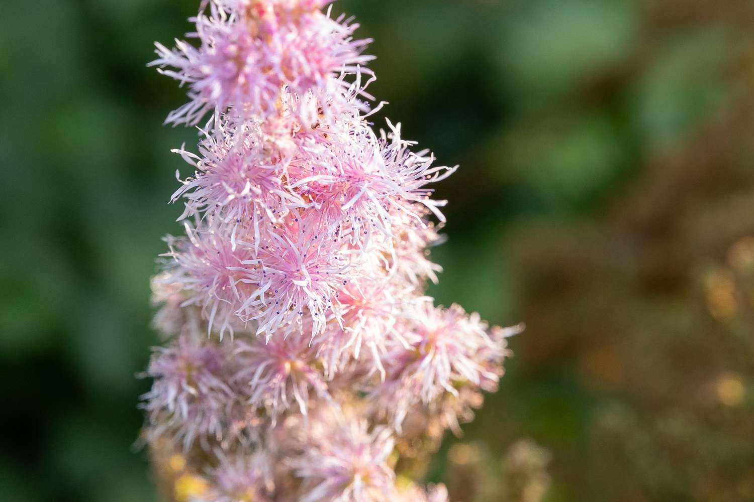 Detailed view of astilbe flowers.