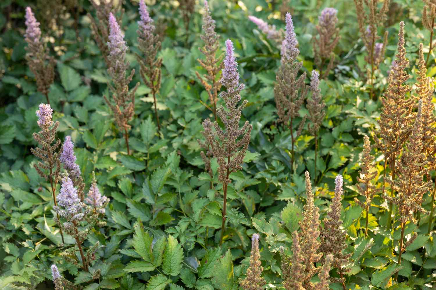 Astilbe flowers