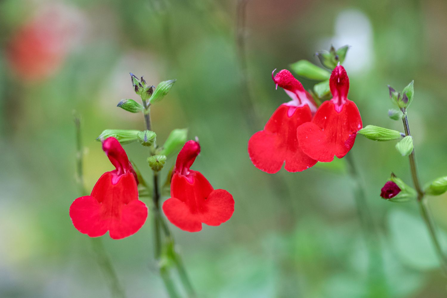 Close-up of autumn sage stems adorned with vibrant red flowers and buds.