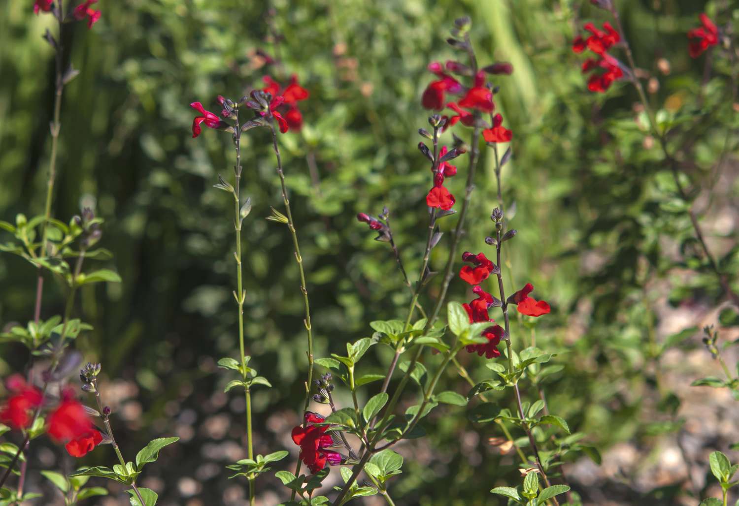 Sunlit stems of autumn sage adorned with vibrant red blossoms.