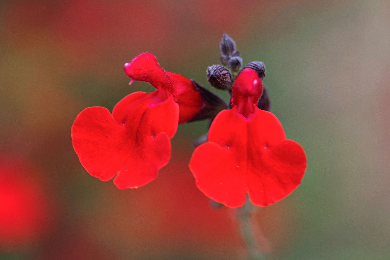 Close-up of autumn sage featuring vibrant red blossoms and purple buds at the top.