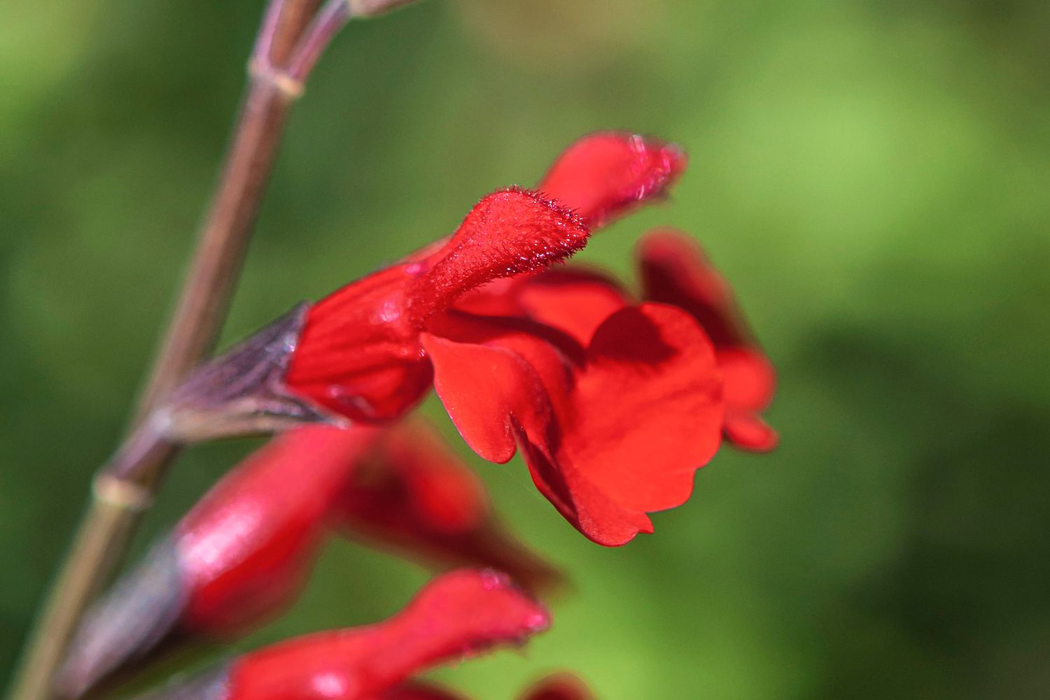 Close-up of an autumn sage stem adorned with vibrant red blossoms.