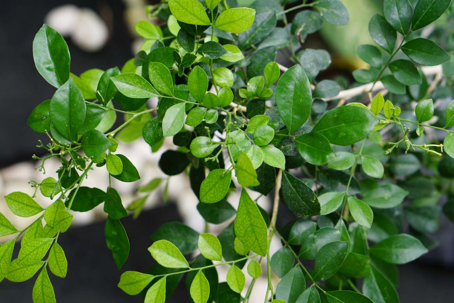 Close-up of an orange jasmine shrub.