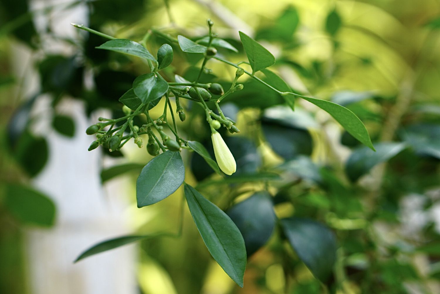 Close-up of an orange jasmine flower bud.