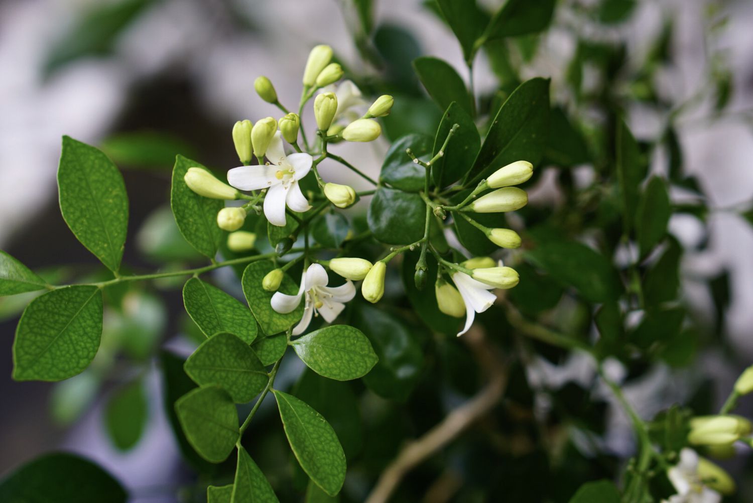 Close-up of orange jasmine blossoms and buds.