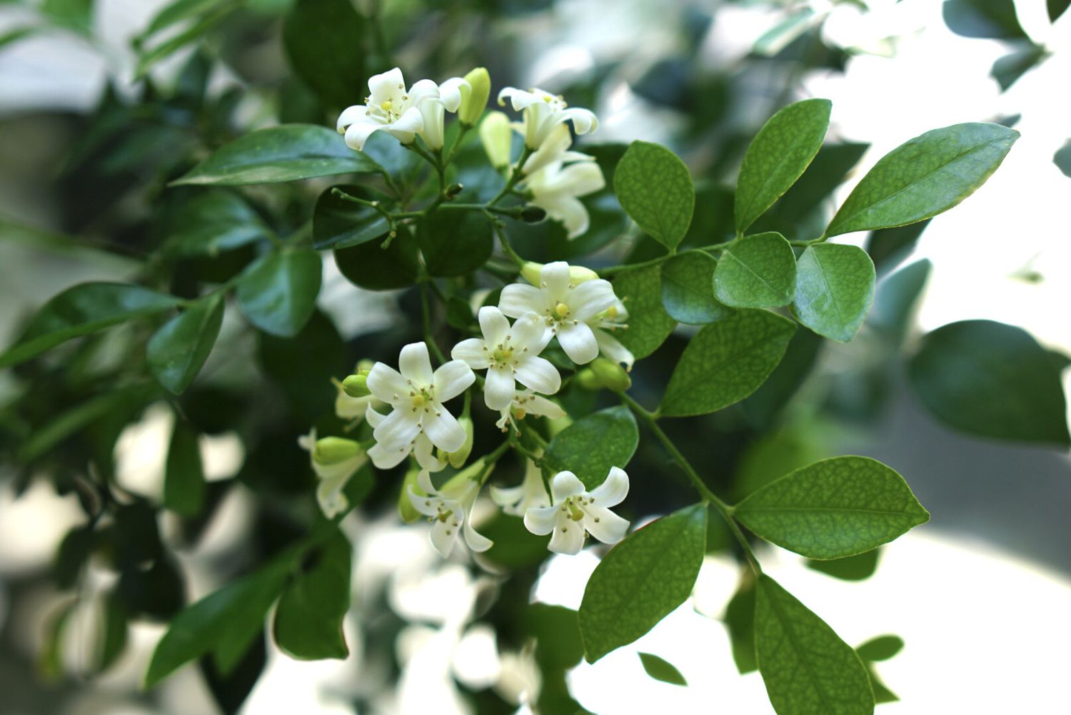 Close-up of blooming orange jasmine flowers.