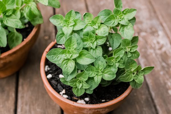 cultivating oregano in pots