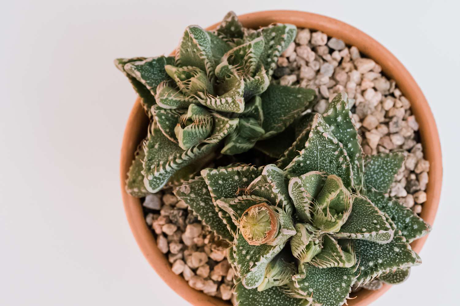 Close-up view of succulent plants resembling tiger jaws.