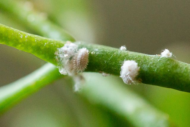 Detailed view of mealybugs.