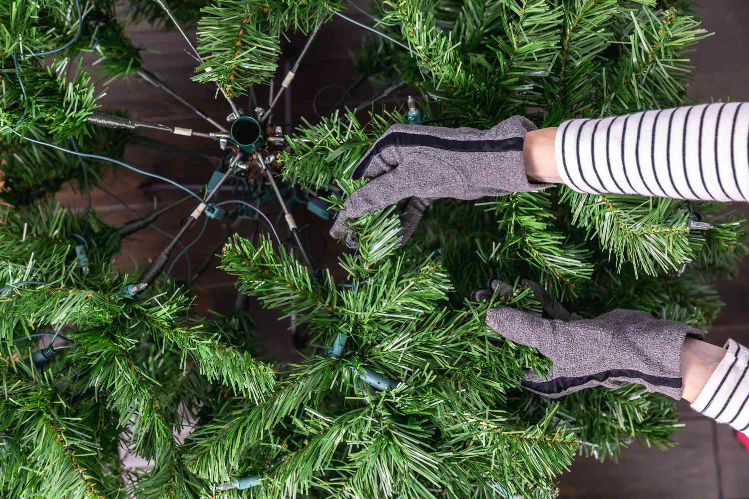 Aerial perspective of an individual dividing branch foliage.