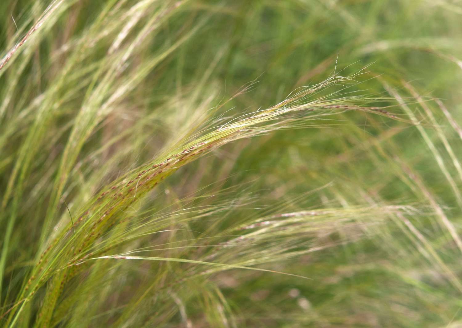 Close-up of Mexican feather grass featuring delicate green and tan blades.