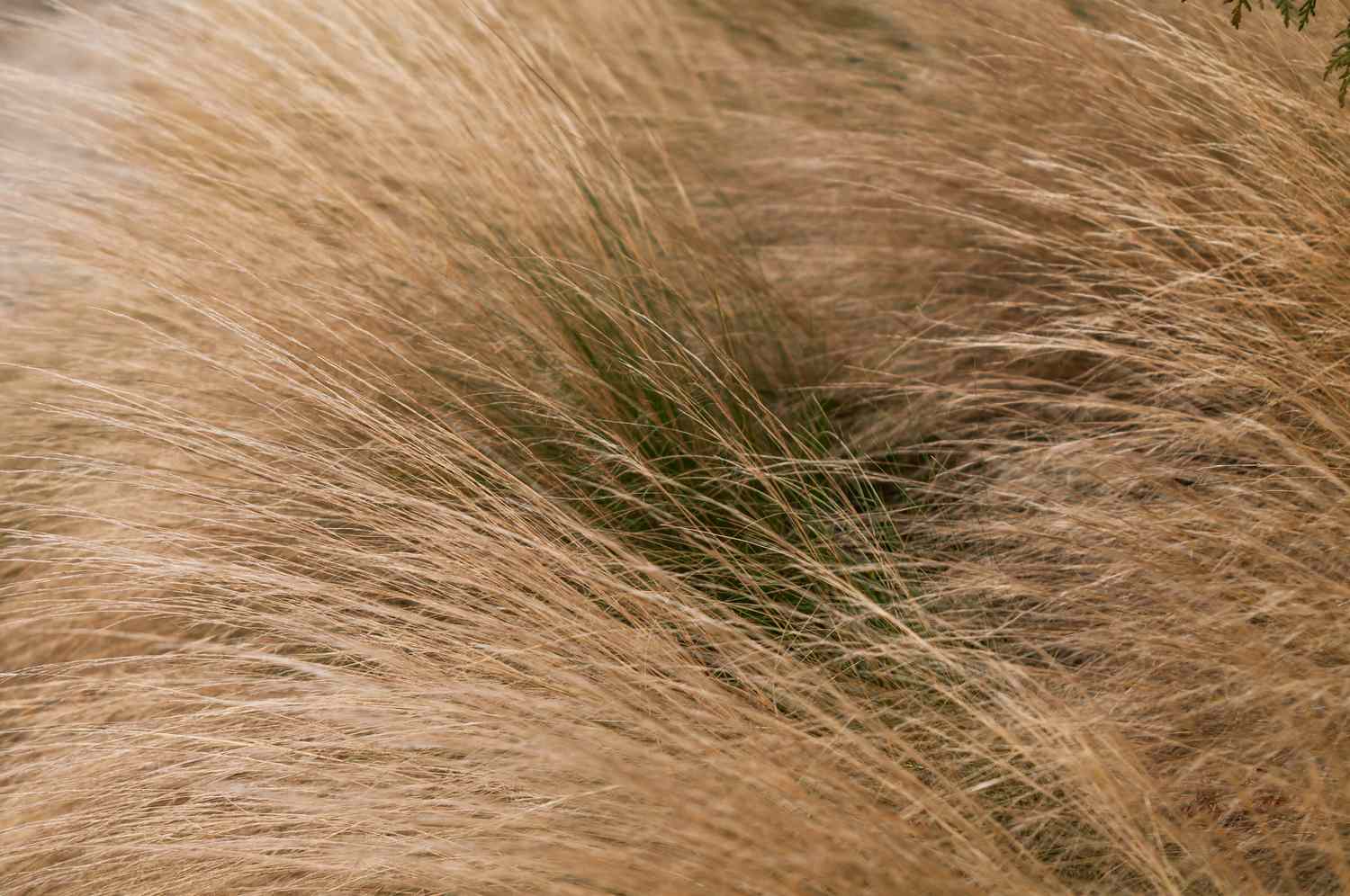 Mexican feather grass featuring light brown blades.