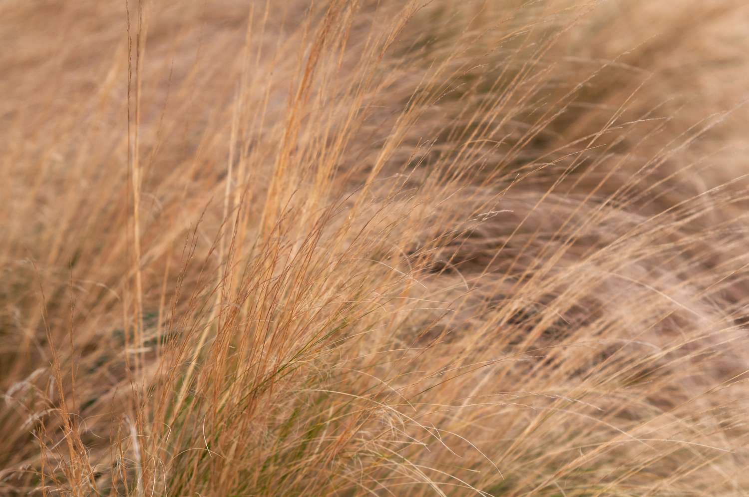 Clusters of tan blades of Mexican feather grass in the foreground.