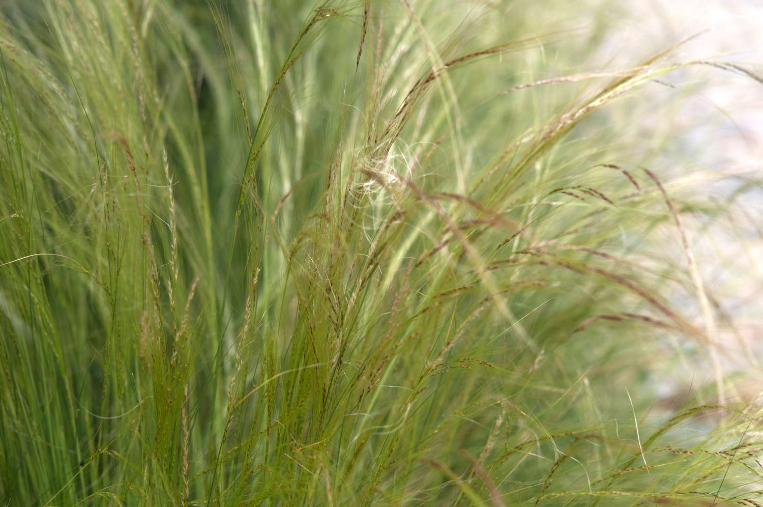 Close-up of Mexican feather grass featuring green leaves and tan flower spikes.