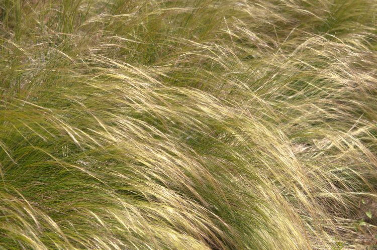 Mexican feather grass features elongated, tan-colored blades that sway gently in the breeze.