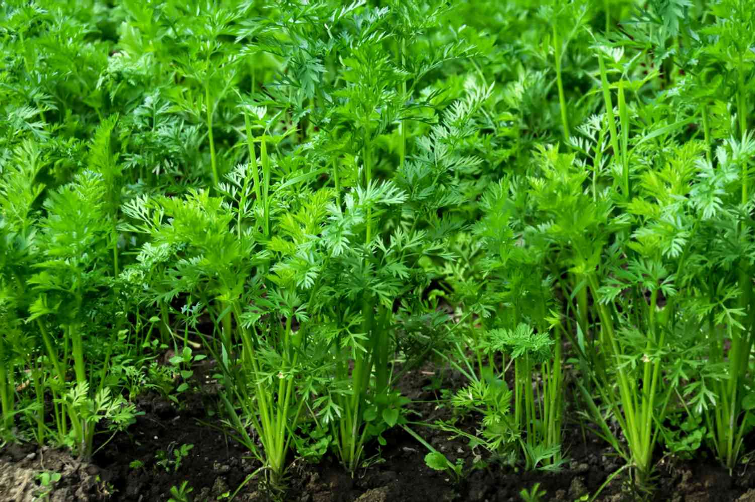 Carrot greens flourishing