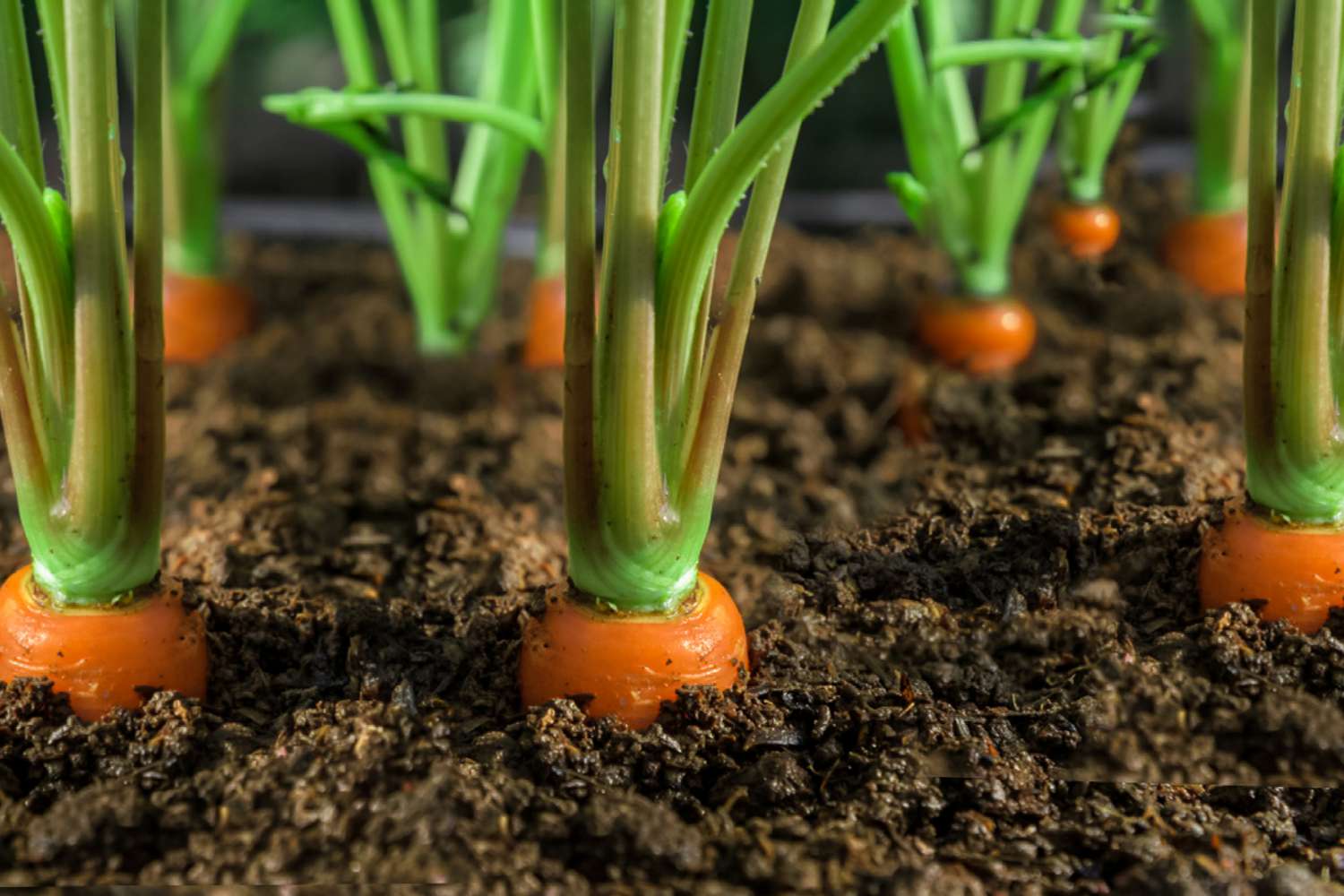 carrots emerging from the ground