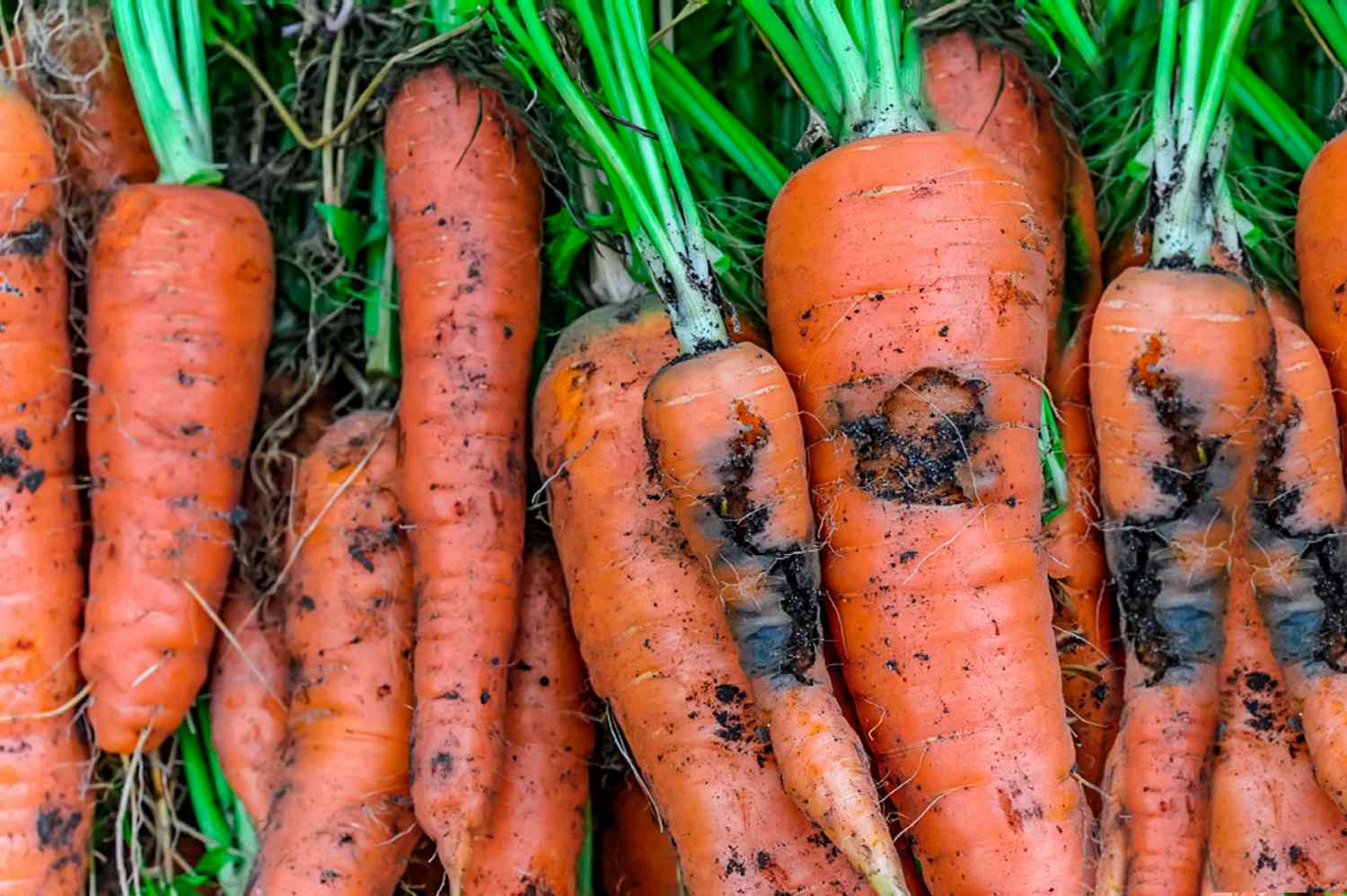 gathered carrots