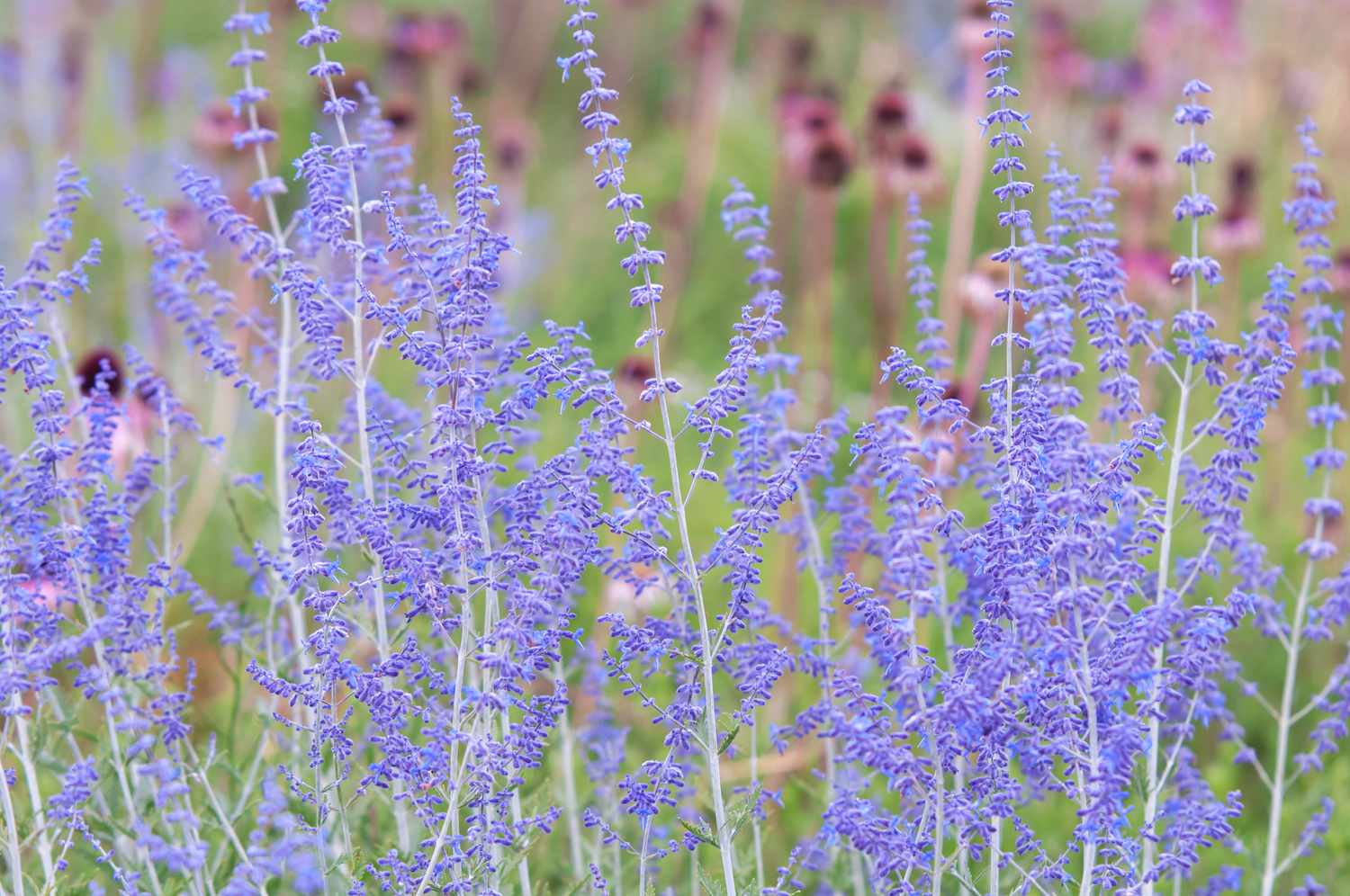 Purple-flowered Russian sage blooming in the garden.