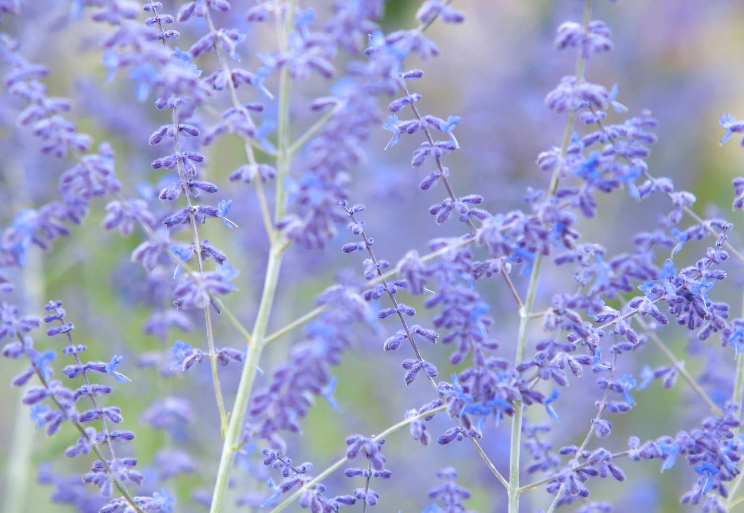 Close-up of a Russian sage stem adorned with purple blossoms.