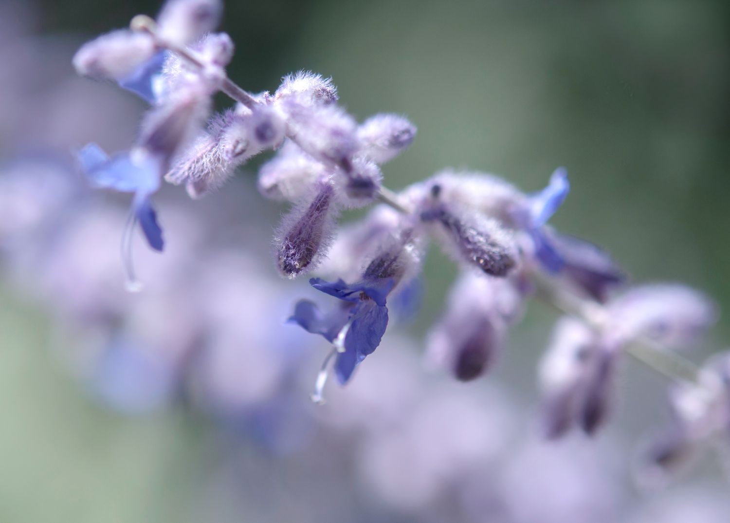 Close-up of purple flowers of Russian sage.