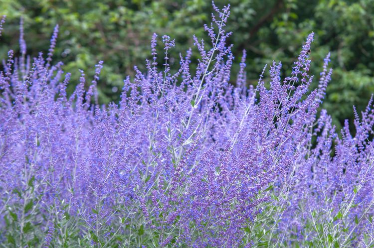 Purple-flowered Russian sage growing in the garden.