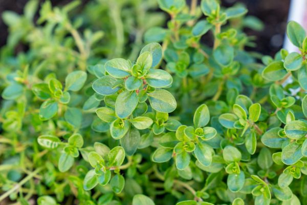 Close-up view of thyme herb leaves.