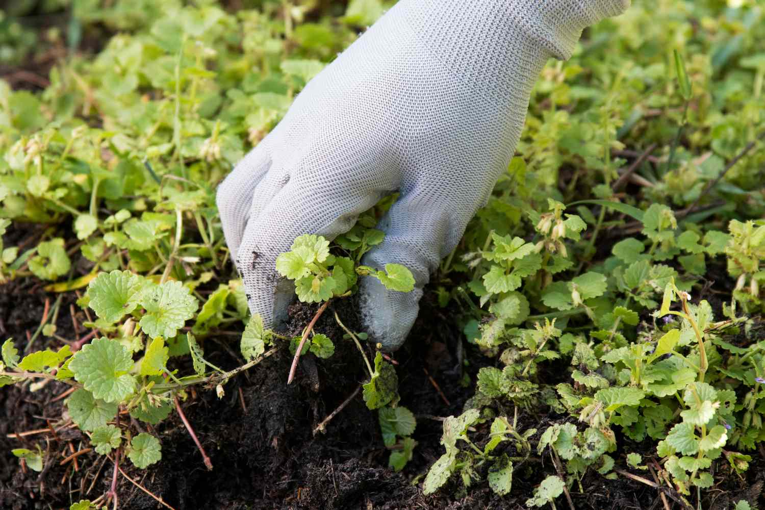 Creeping Charlie plant extracted from the ground while wearing gardening gloves.