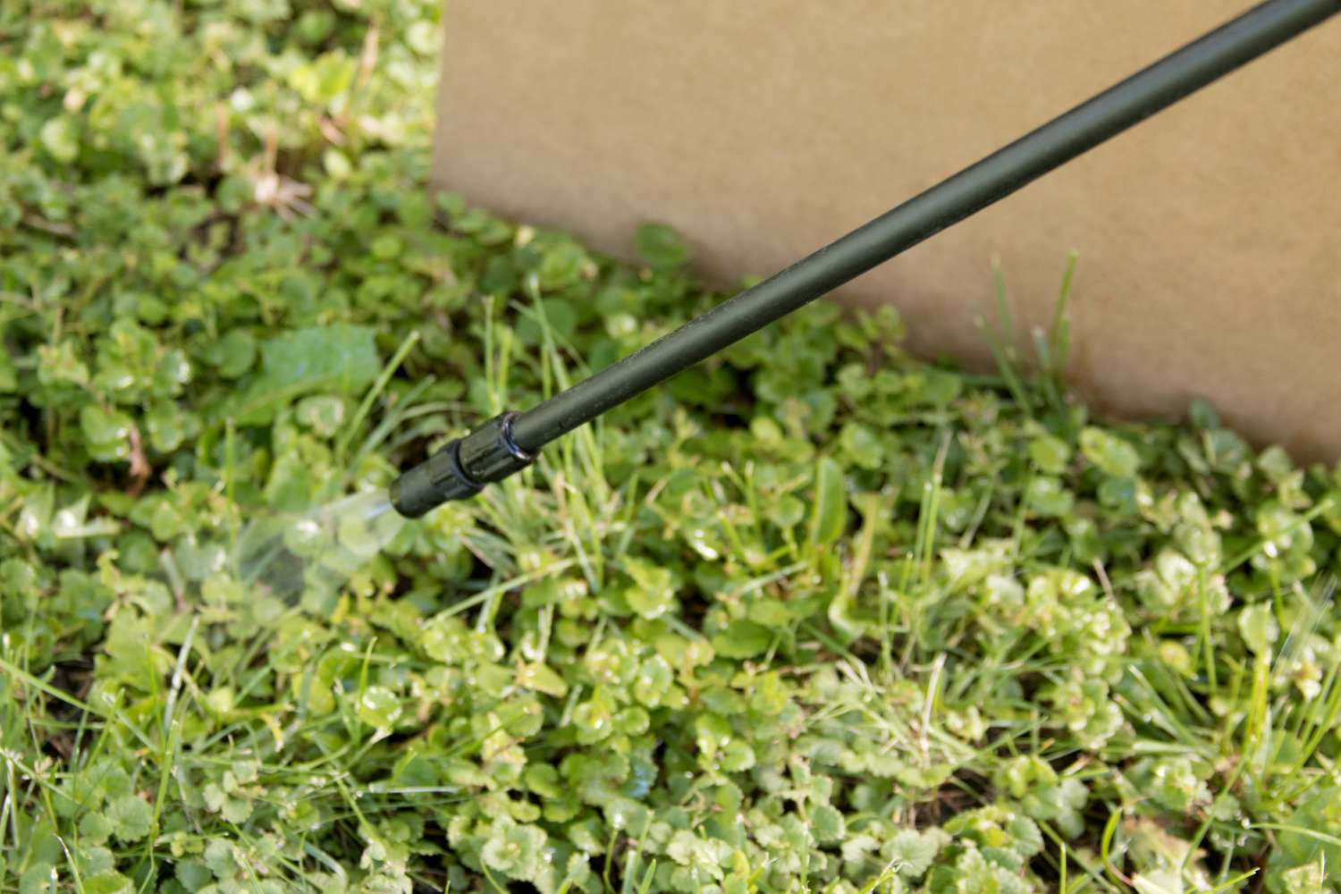 Herbicide mixture applied to Creeping Charlie plants.