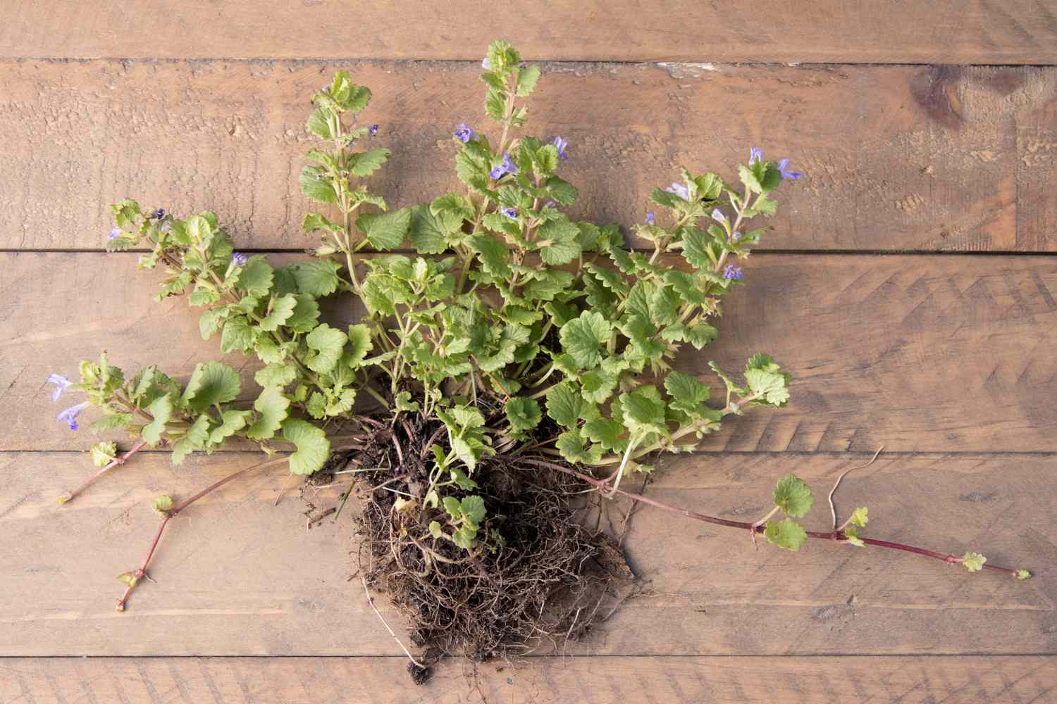 Creeping Charlie weed with its roots sprawled across a wooden surface.