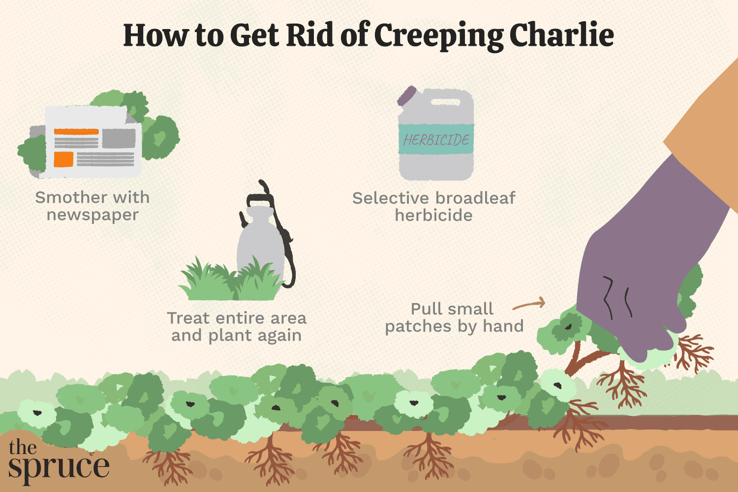 Ways to Eliminate Creeping Charlie