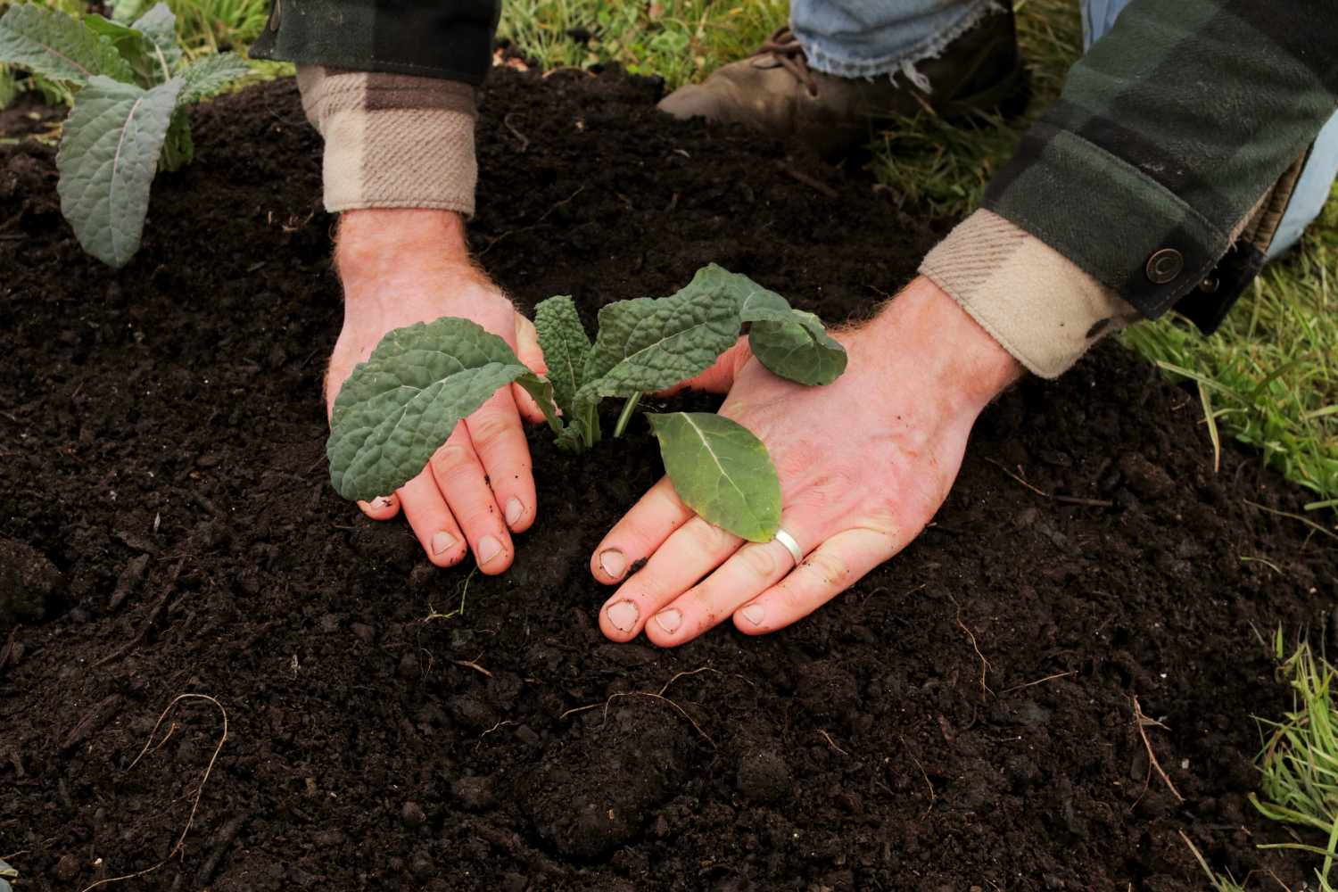 Tiny seedlings placed into the compost of a lasagna garden.