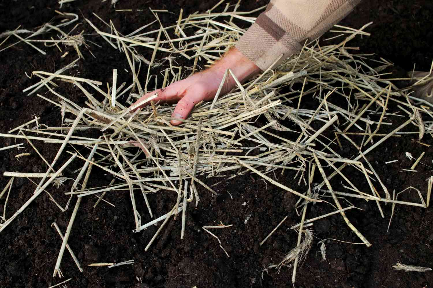 Garden lasagna kept with lengthy straw fragments.