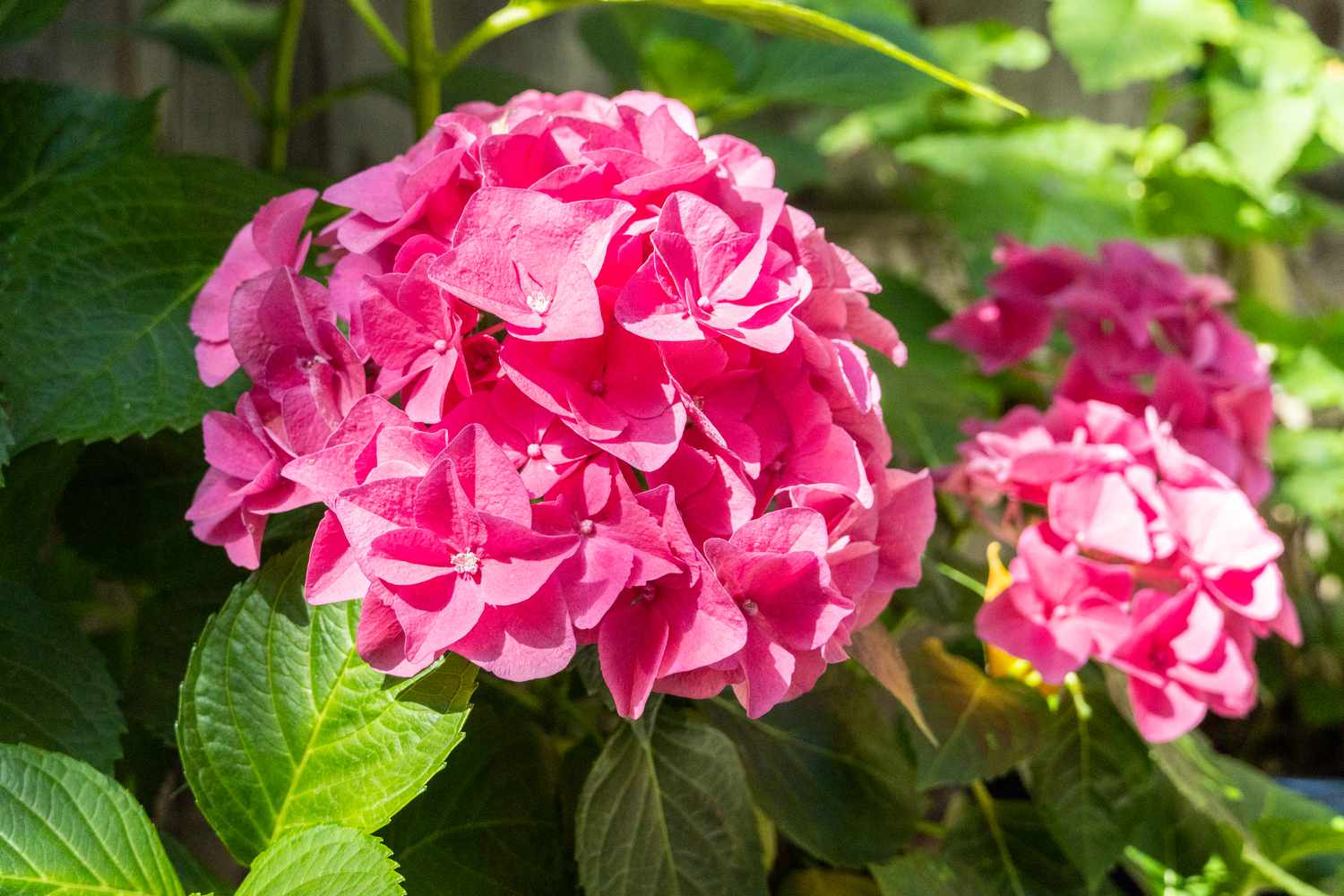 A detailed view of pink hydrangea flowers.