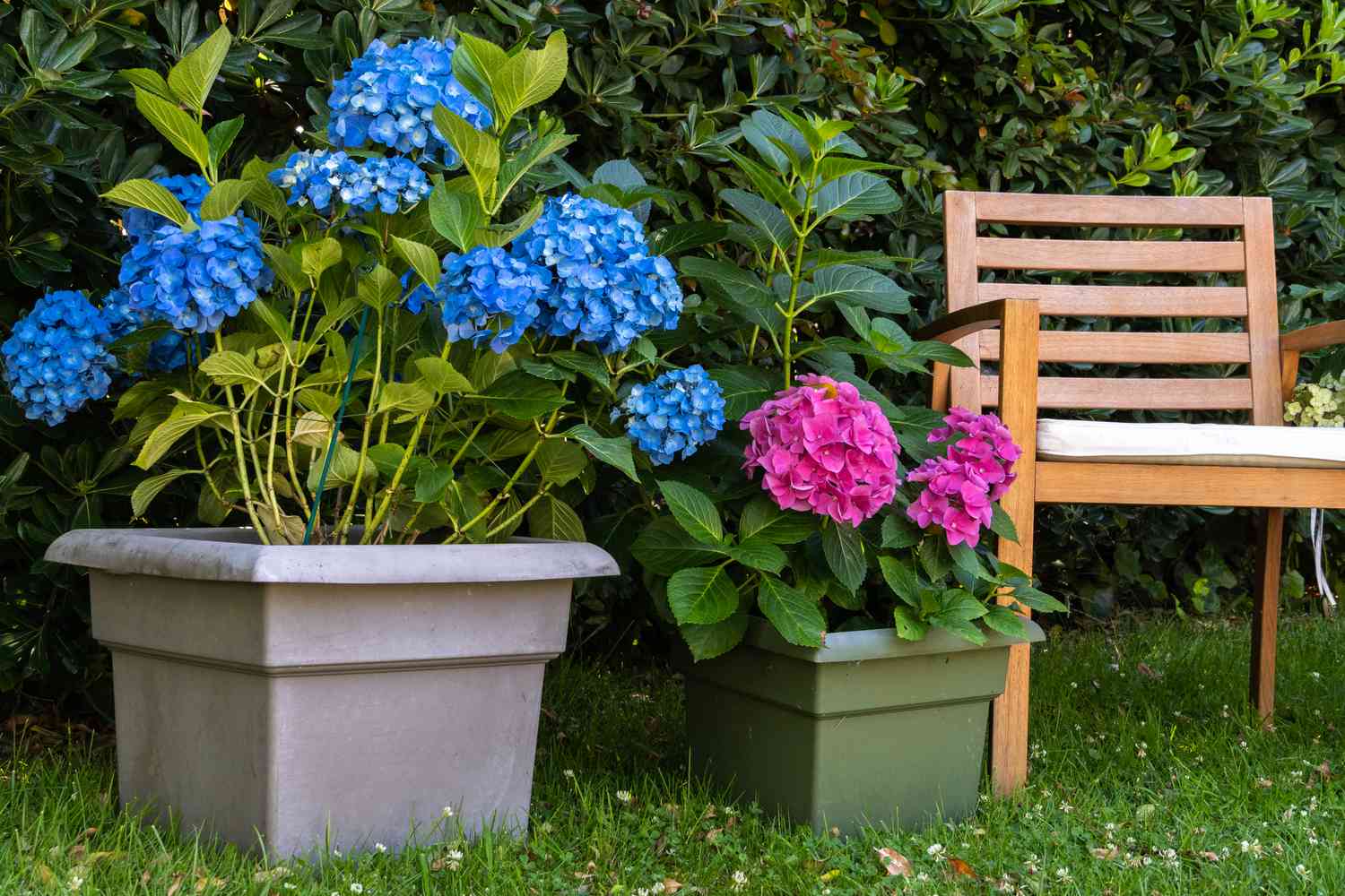 Potted hydrangea plants.