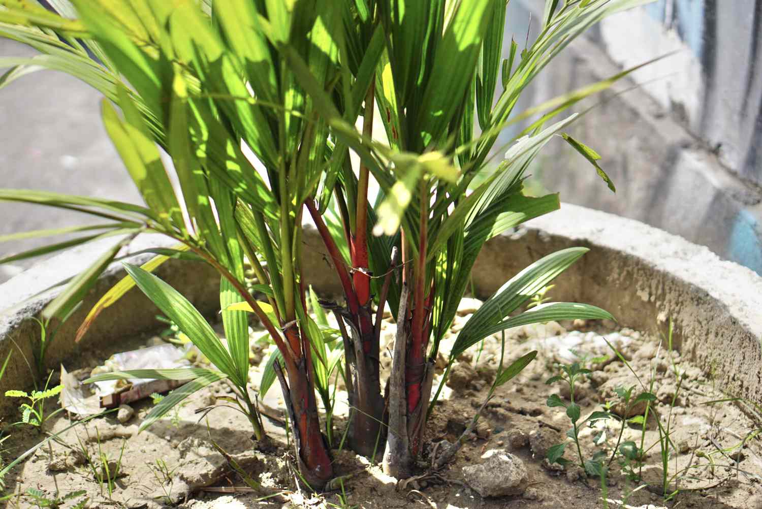 Vibrant red-crowned lipstick palm trees featuring delicate palm fronds, elegantly displayed in a concrete planter.