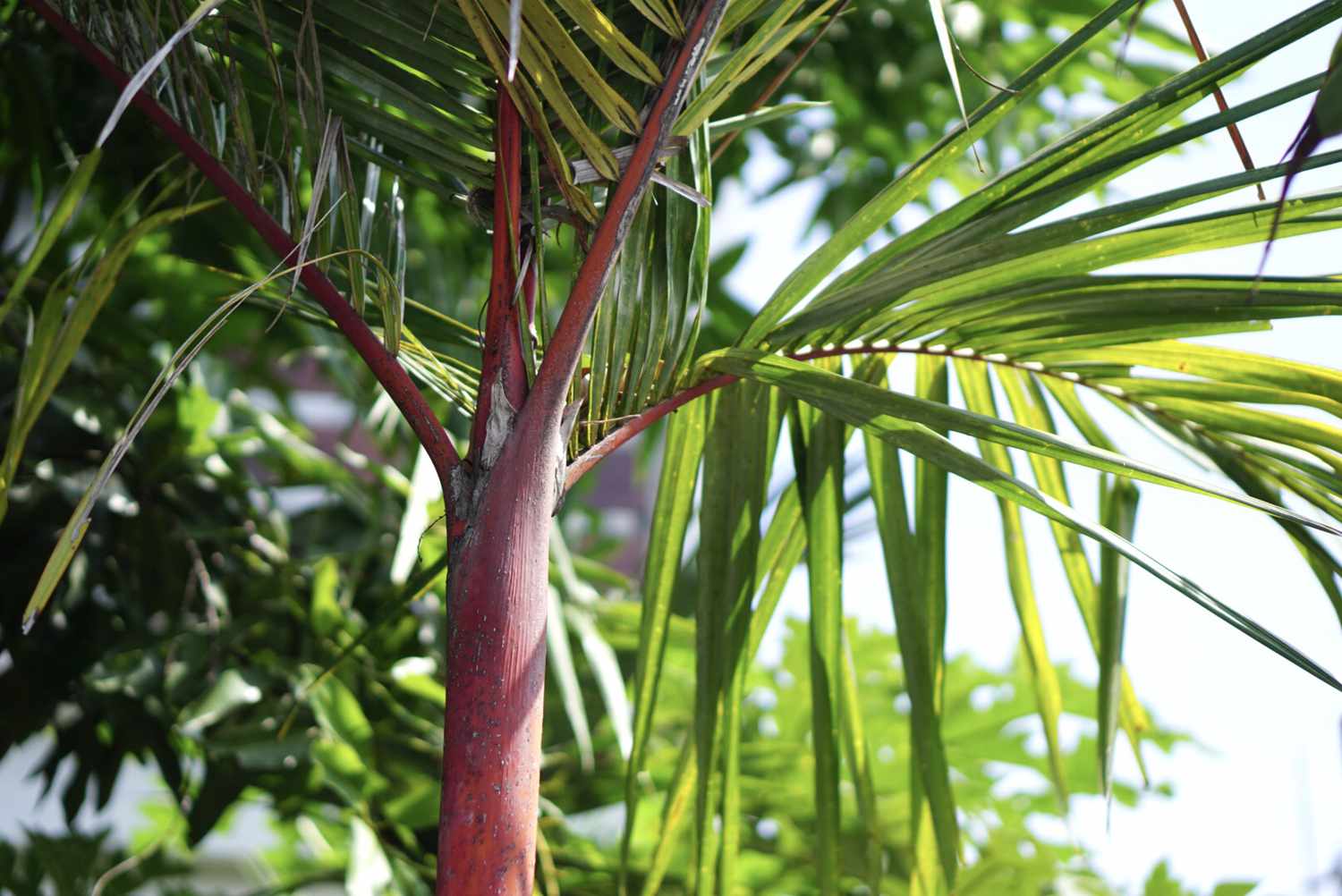 The lipstick palm features a vibrant red crownshaft and elongated palm fronds.