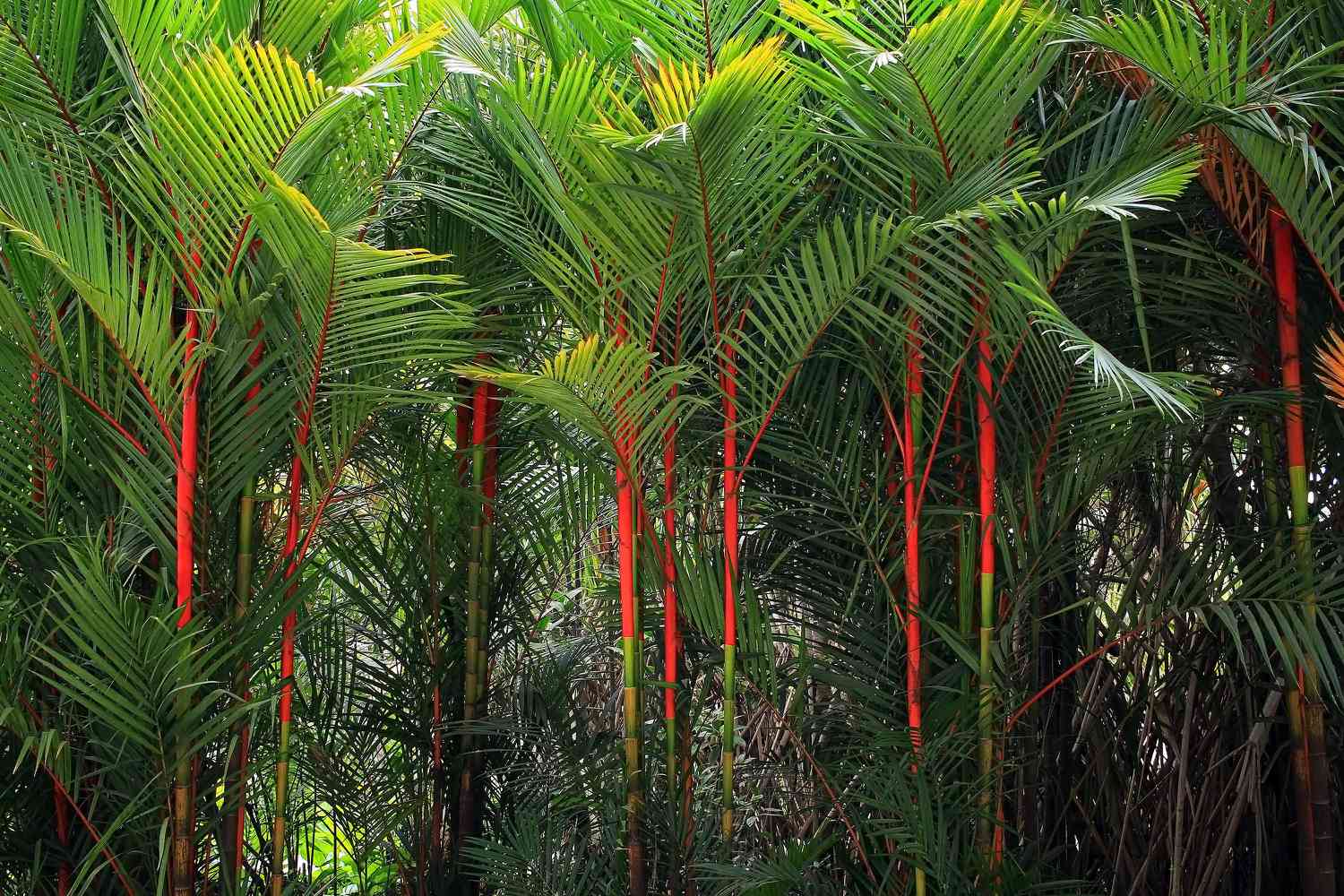 Lipstick palms feature a vibrant green trunk at the base and a striking red crownshaft.