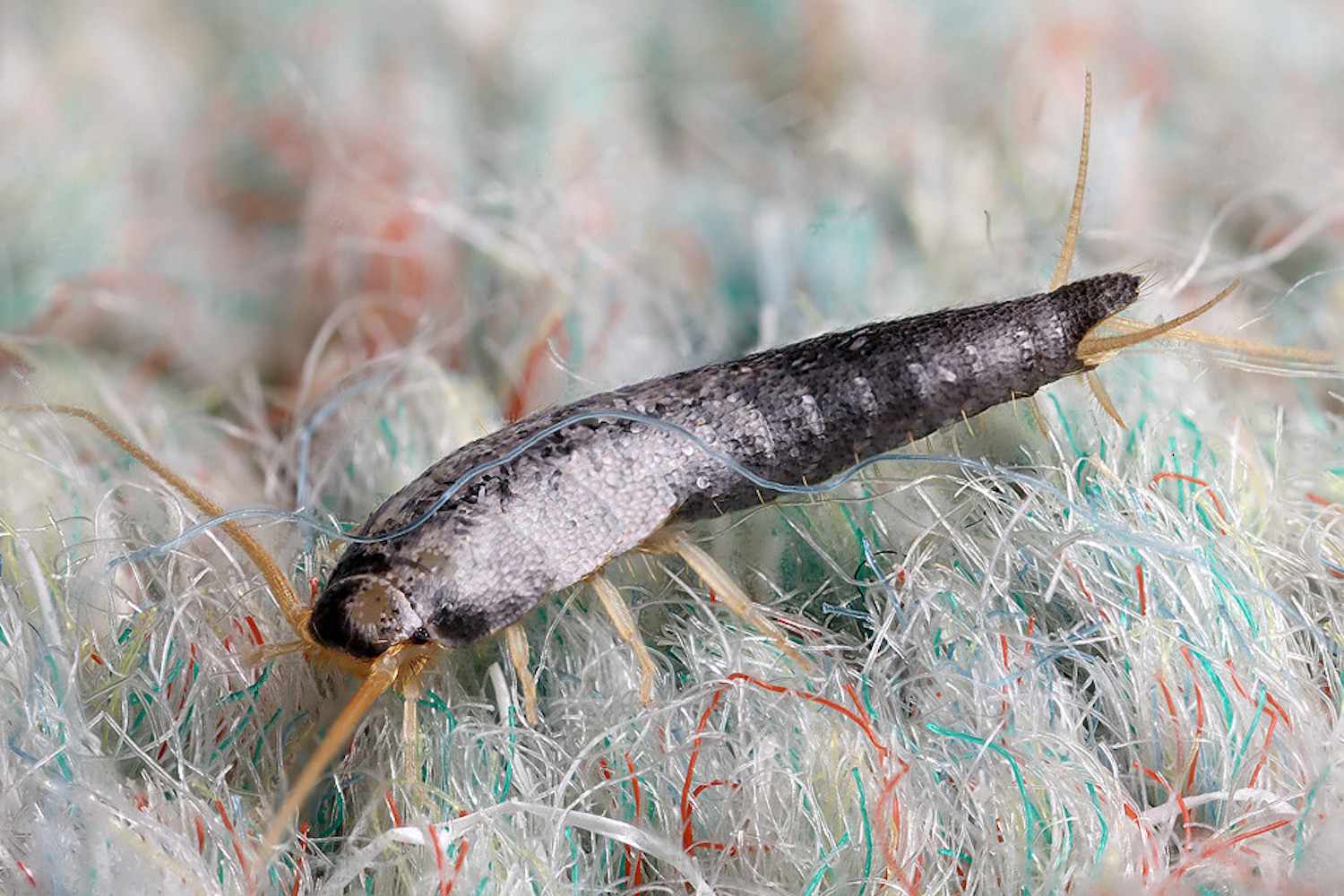 Silverfish crawling on a vibrant, patterned textile rug.