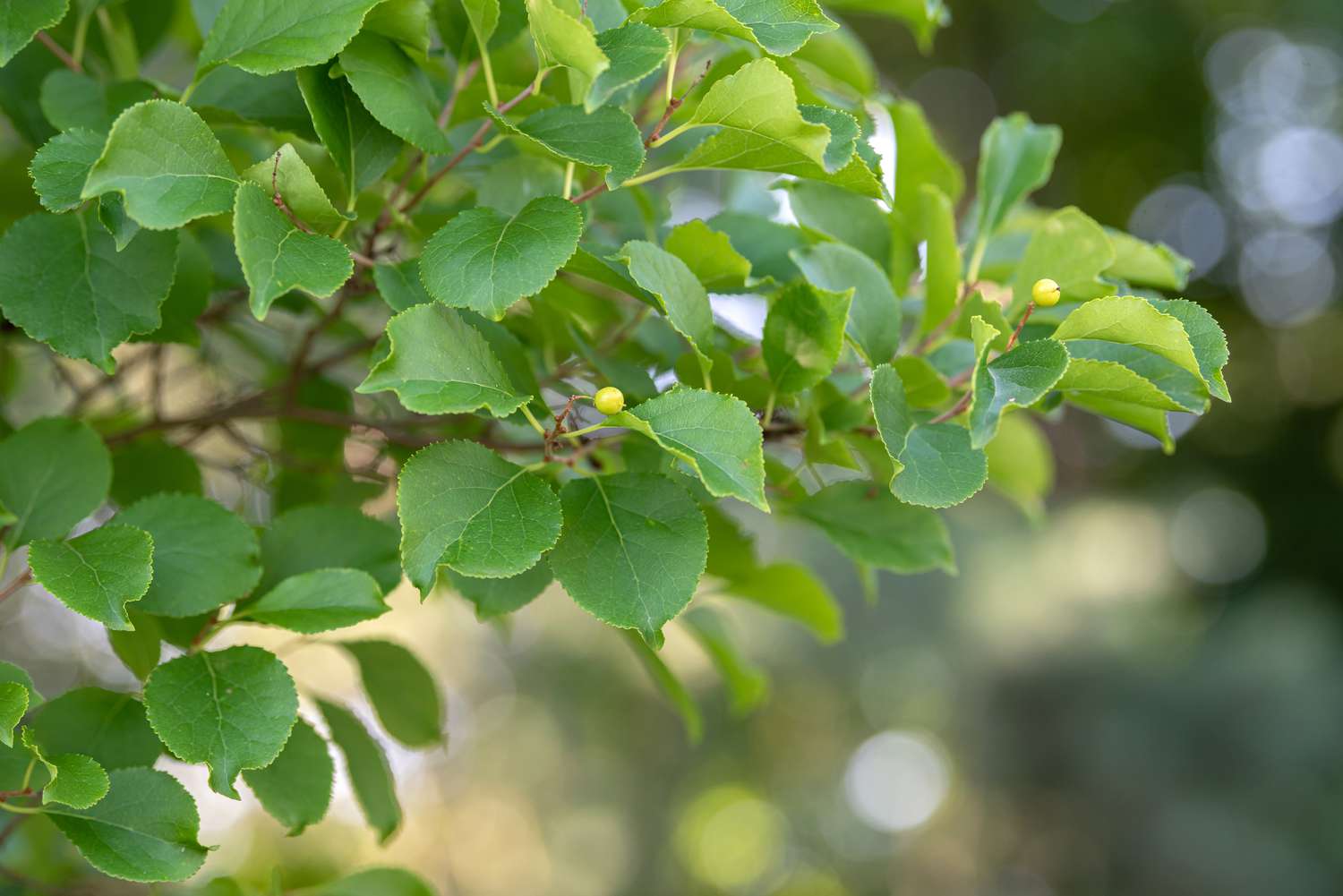 Branches of the oriental bittersweet vine adorned with pale green foliage and small yellow flower buds.