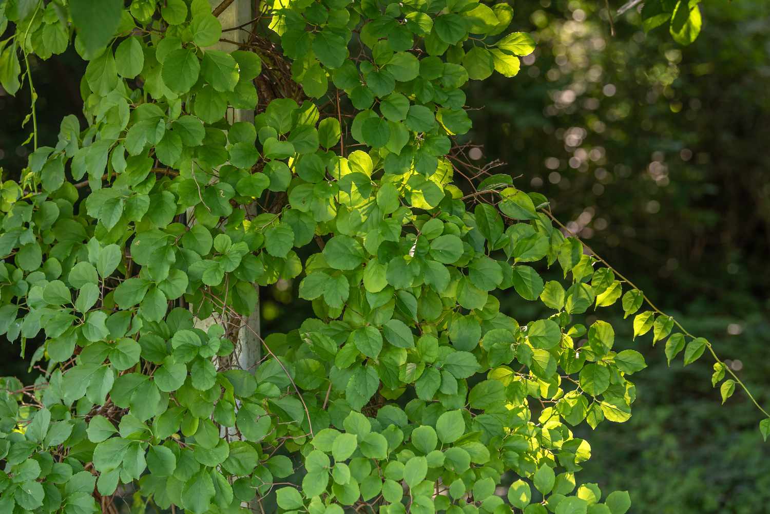 Oriental bittersweet vines featuring circular leaves ascend the trunk of a tree.