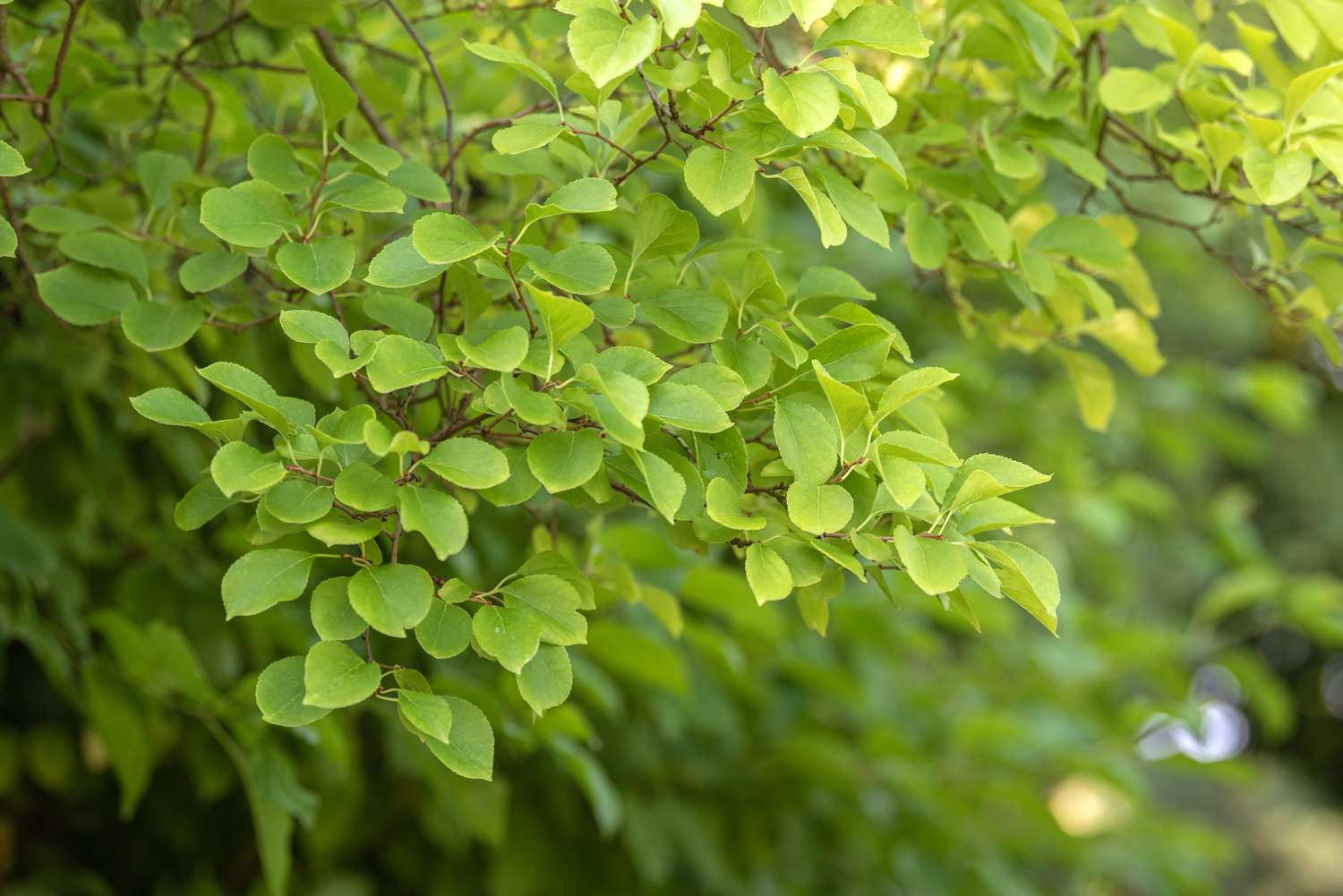 Oriental bittersweet vines adorned with circular, pale green foliage.