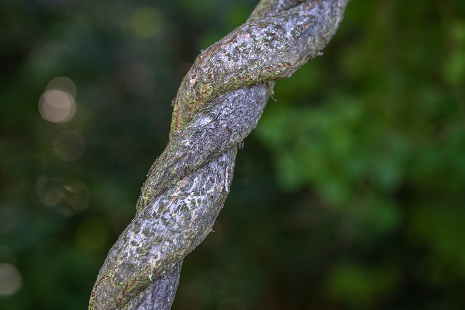 Close-up of twisted woody vines of oriental bittersweet.