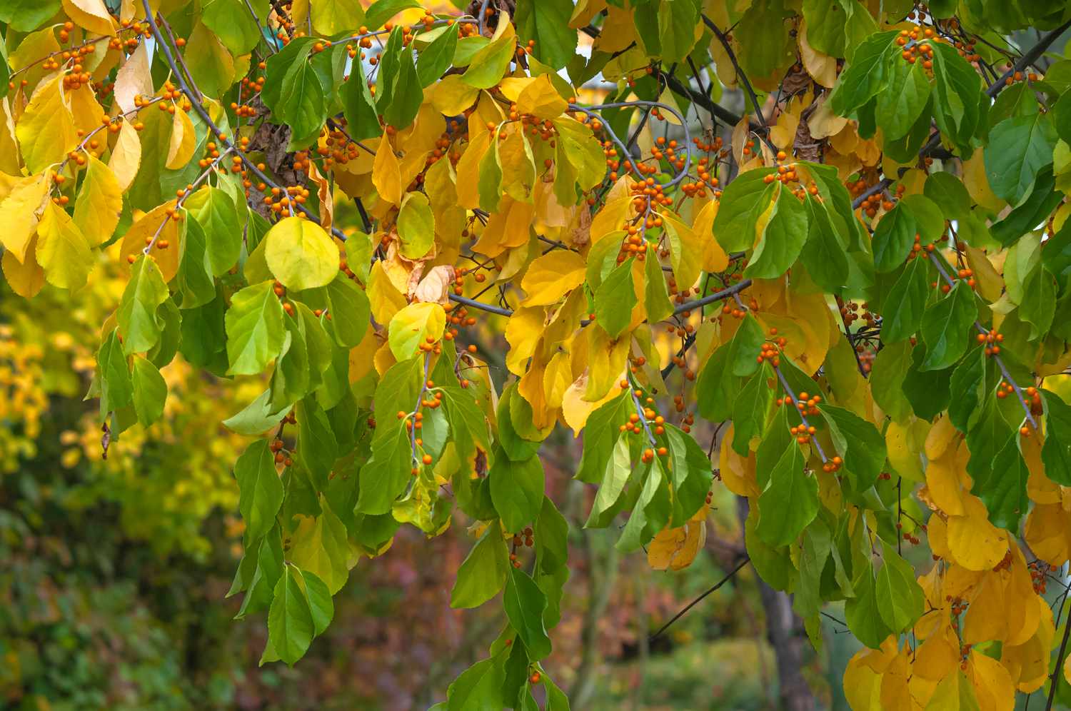 American bittersweet vines feature round leaves in shades of yellow and green, adorned with clusters of small red berries nestled among them.