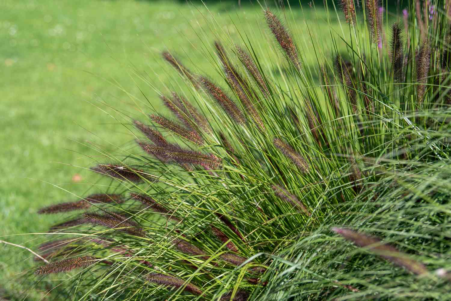 Pennisetum is an ornamental grass characterized by slender leaves and soft, brown tufts that shimmer in the sunlight.