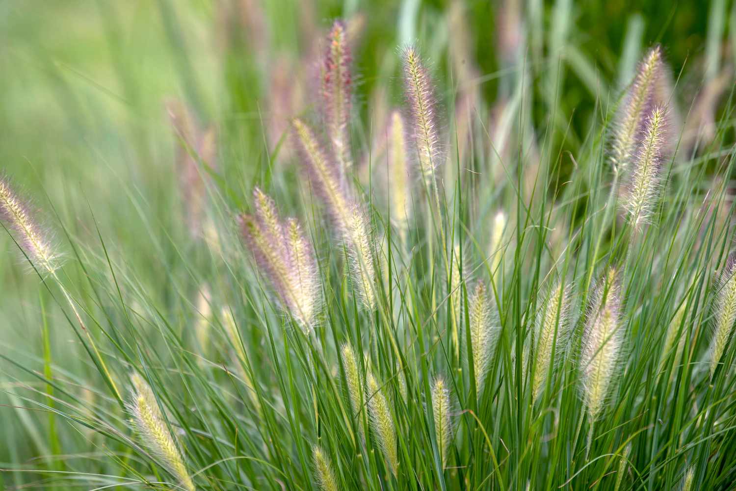 Close-up of ornamental Pennisetum grass featuring slender blades and soft, fluffy yellow flower clusters.