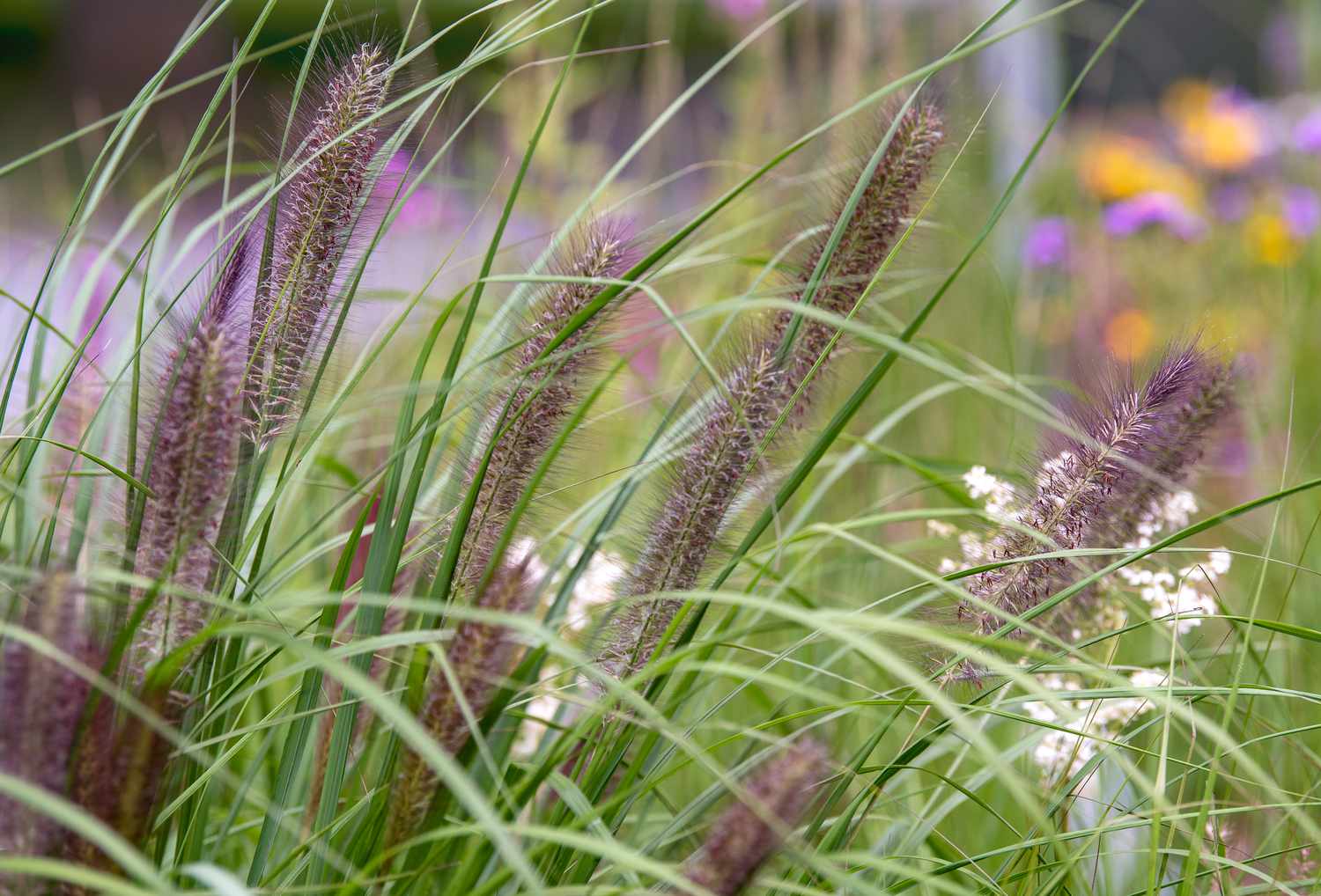 Close-up of Pennisetum ornamental grass featuring elongated, fluffy flower heads in shades of brownish-purple.