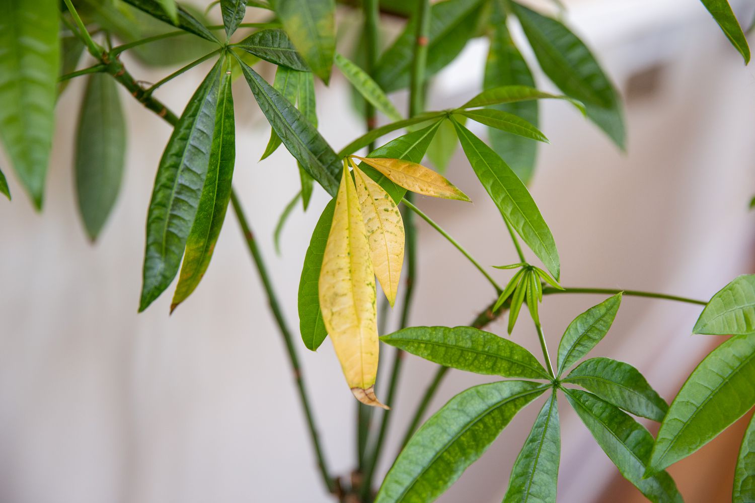 The leaves of the houseplant are changing to a yellow hue.