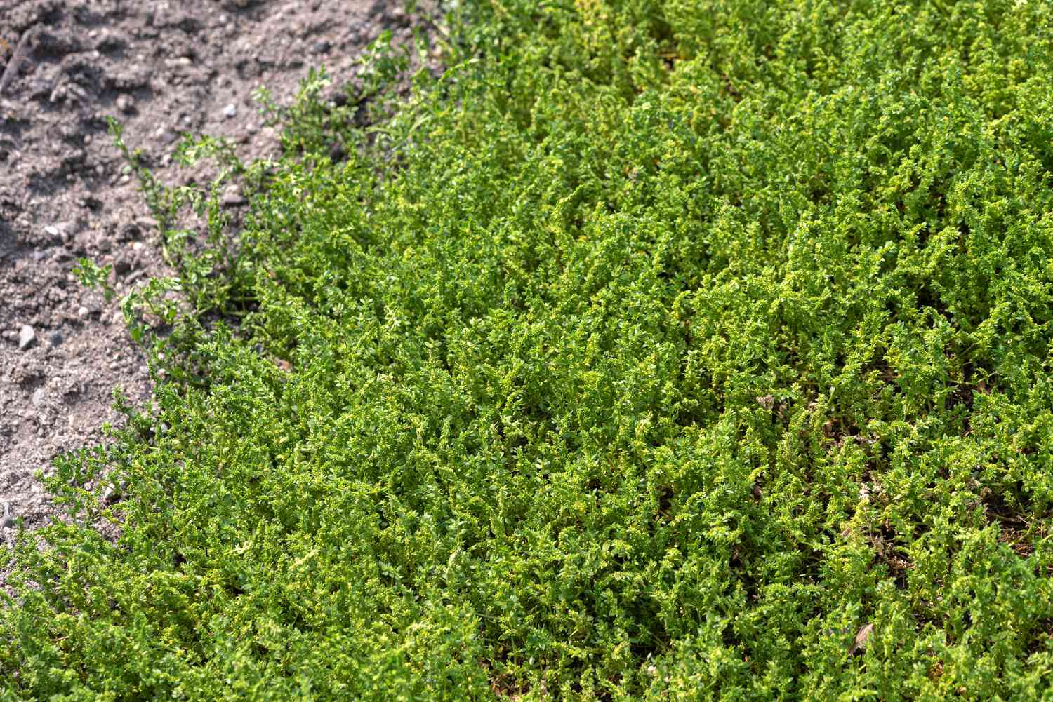 Rupturewort serves as a vibrant ground cover, featuring lush green foliage that thrives close to the soil.