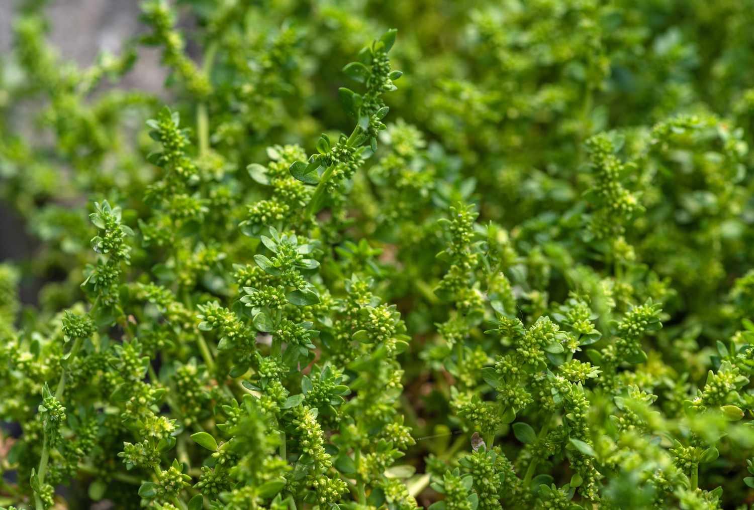 Close-up of rupturewort plant stems featuring lush, evergreen foliage.